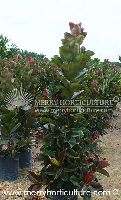 Ficus Elastica Rubra